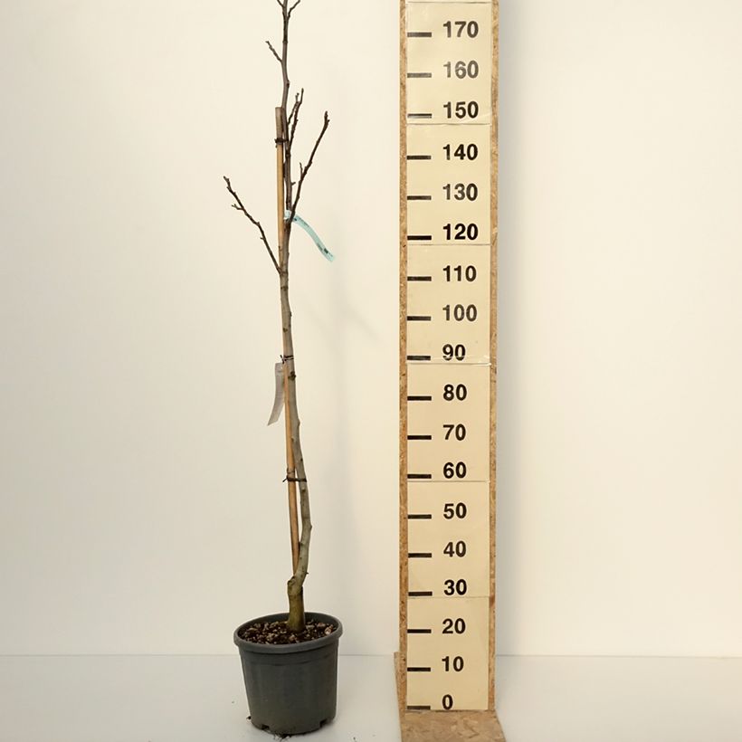 Spécimen de Noyer commun - Juglans regia Fernor Pot de 7,5L/10L, Demi-Tige tel que livré en hiver