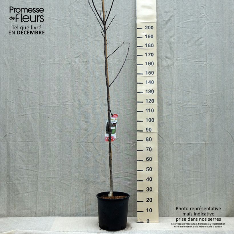 Spécimen de Noyer commun Purpurea - Juglans regia  Pot de 18L/20L, Baliveau tel que livré en hiver