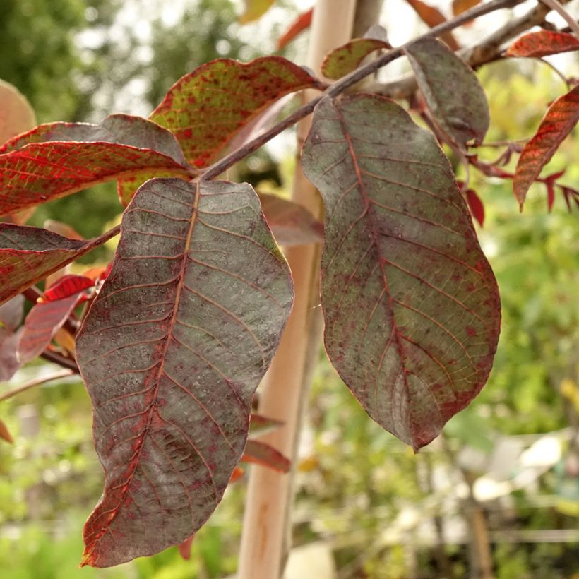 Noyer commun Purpurea - Juglans regia (Feuillage)