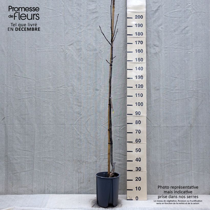 Spécimen de Noyer Franquette - Noix de Grenoble Pot de 7,5L/10L, Demi-Tige tel que livré en hiver