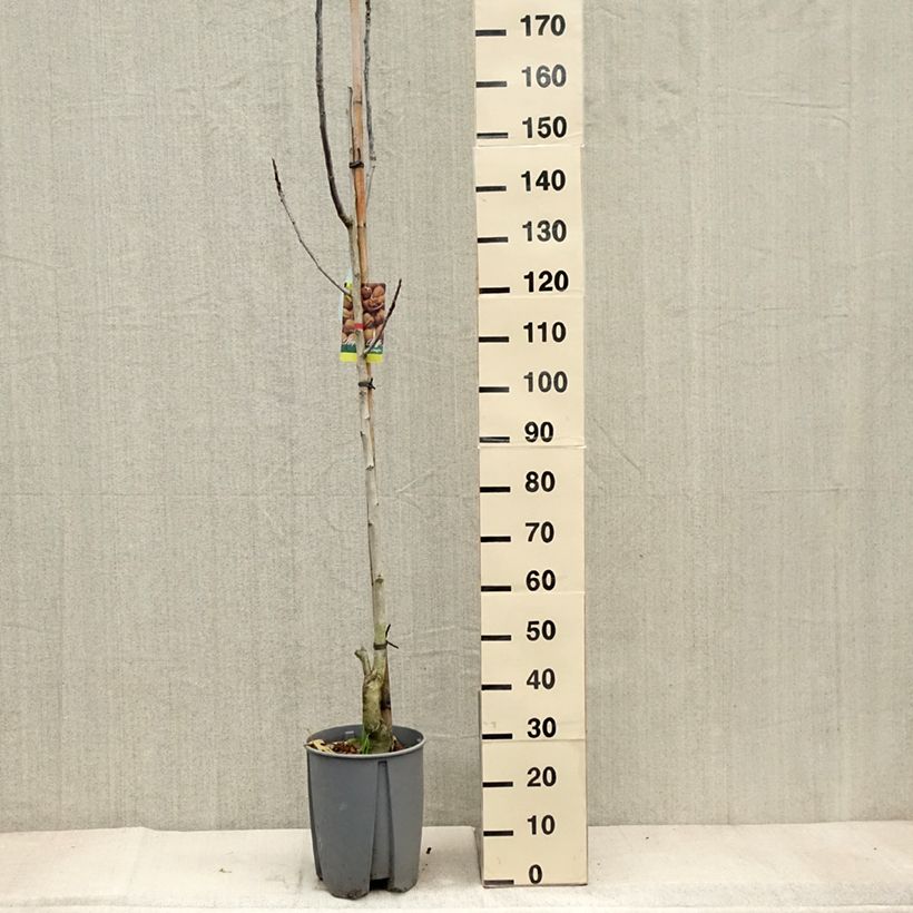 Spécimen de Noyer Franquette - Noix de Grenoble Pot de 7,5L/10L, Demi-Tige tel que livré en automne