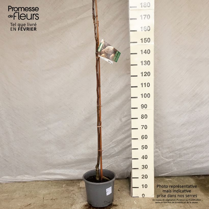 Spécimen de Noyer Parisienne - Noix de Grenoble Pot de 18L/20L, Baliveau tel que livré en hiver