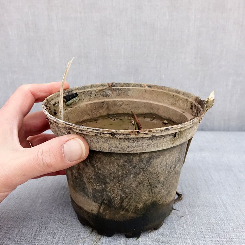 Spécimen de Nymphaea Alba Delicata - Nénuphar blanc rustique Pot de 1,5L/2L tel que livré en hiver