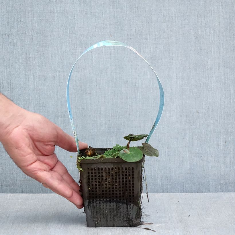 Spécimen de Nymphaea Almost Black - Nénuphar rustique rouge pourpre Pot de 1L/1,5L tel que livré en automne