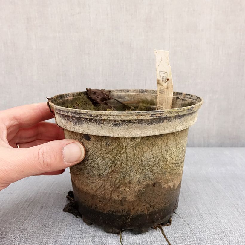 Spécimen de Nymphaea Amabilis - Nénuphar rose rustique Pot de 1,5L/2L tel que livré en hiver