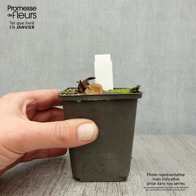 Spécimen de Nymphaea Attraction - Nénuphar rouge  Godet de 8/9 cm tel que livré en hiver