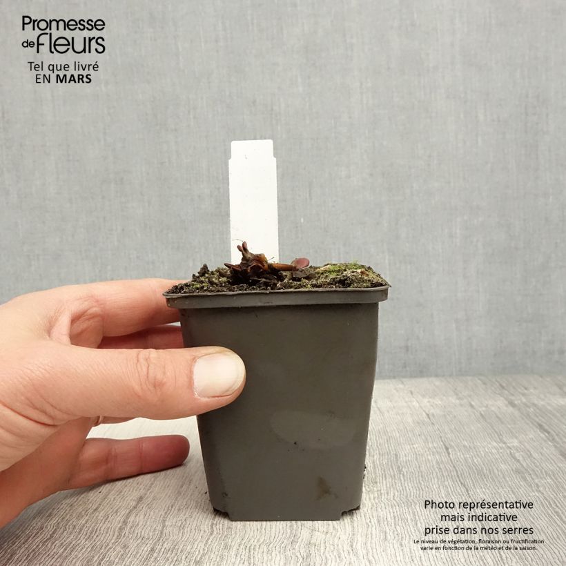 Spécimen de Nymphaea Attraction - Nénuphar rouge  Godet de 8/9 cm tel que livré au printemps