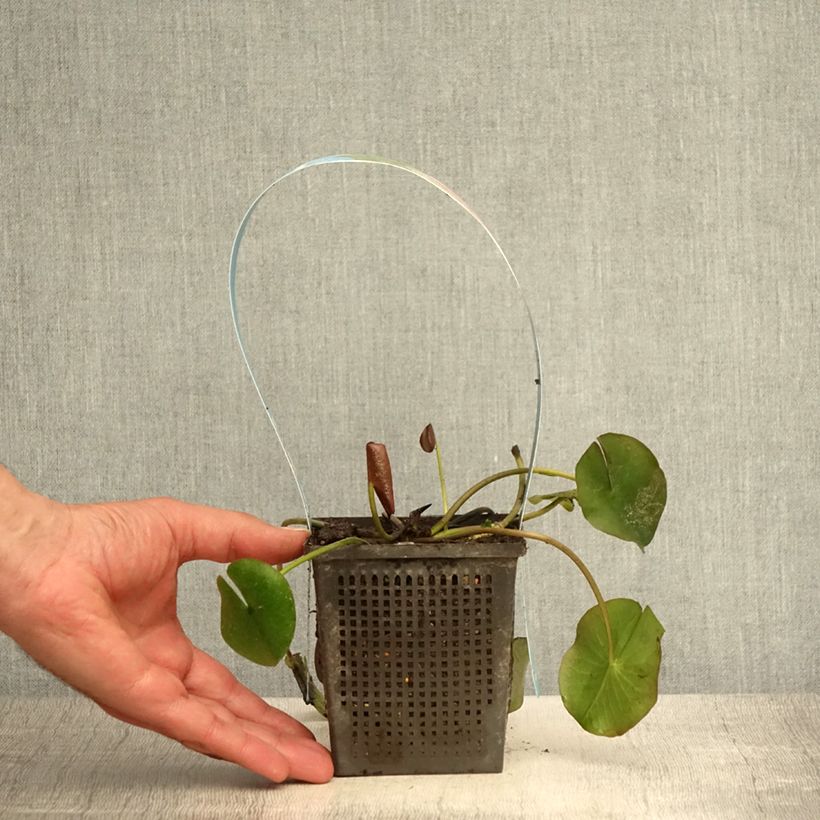 Spécimen de Nymphaea Attraction - Nénuphar rouge  Pot de 1L/1,5L tel que livré en été