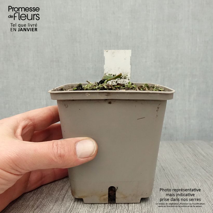 Spécimen de Nymphaea Attraction - Nénuphar rouge  Pot de 1L/1,5L tel que livré en hiver