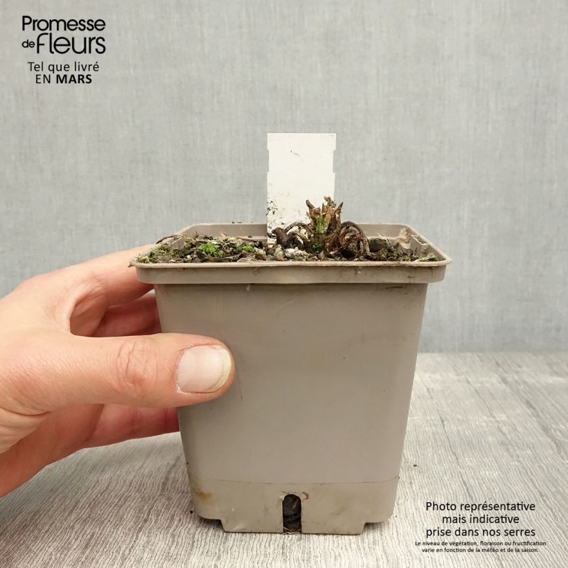 Spécimen de Nymphaea Attraction - Nénuphar rouge  Pot de 1L/1,5L tel que livré au printemps