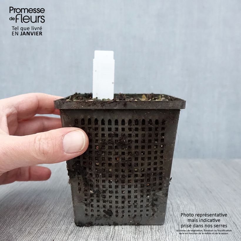 Spécimen de Nymphaea Aurora - Nénuphar orange Godet de 8/9 cm tel que livré en hiver