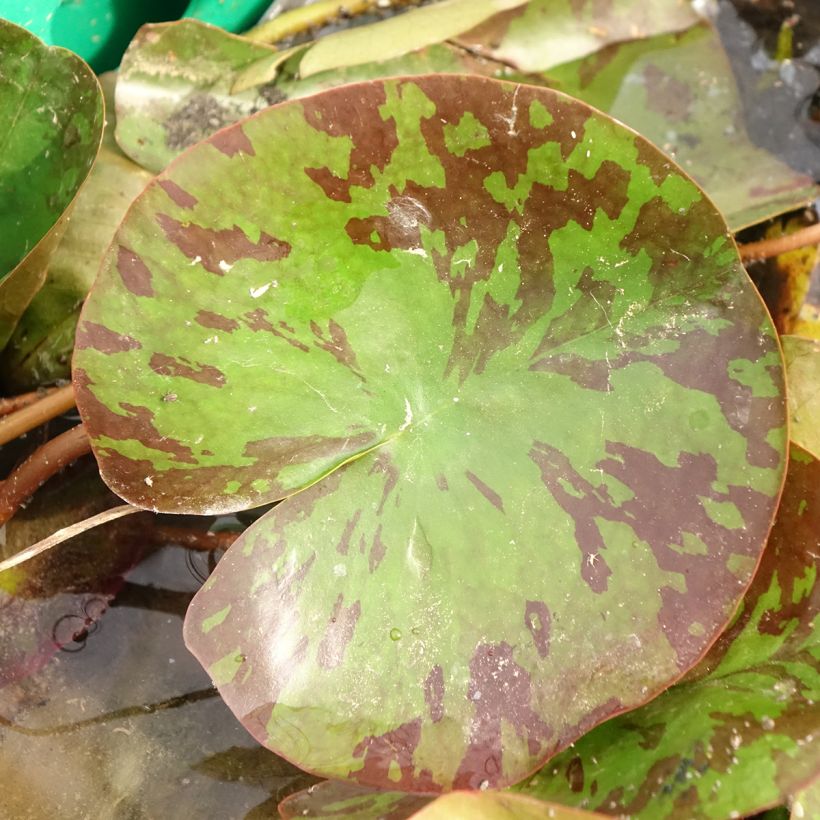 Nymphaea Barbara Davies - Nénuphar rustique (Feuillage)