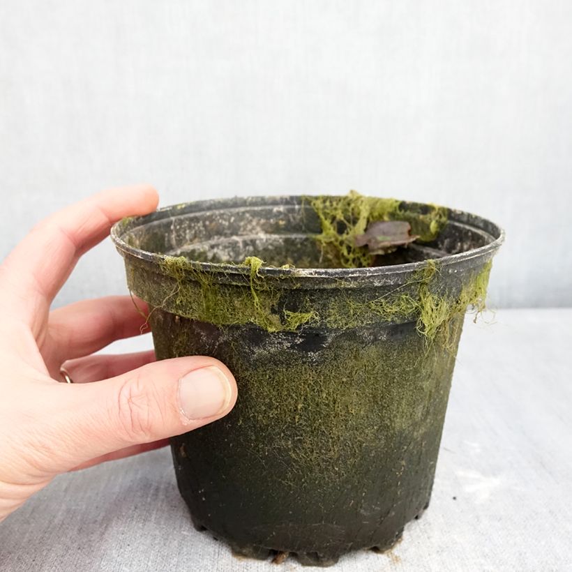 Spécimen de Nymphaea Barbara Davies - Nénuphar rustique Pot de 1,5L/2L tel que livré en hiver