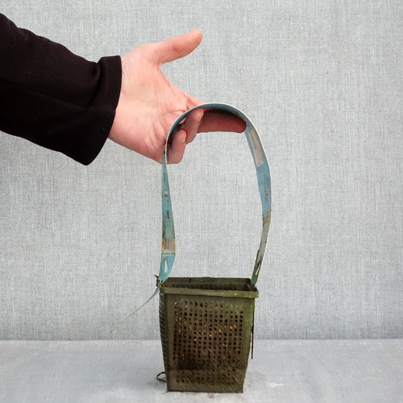 Spécimen de Nymphaea Burgundy Princess - Nénuphar rustique Pot de 1L/1,5L tel que livré en hiver