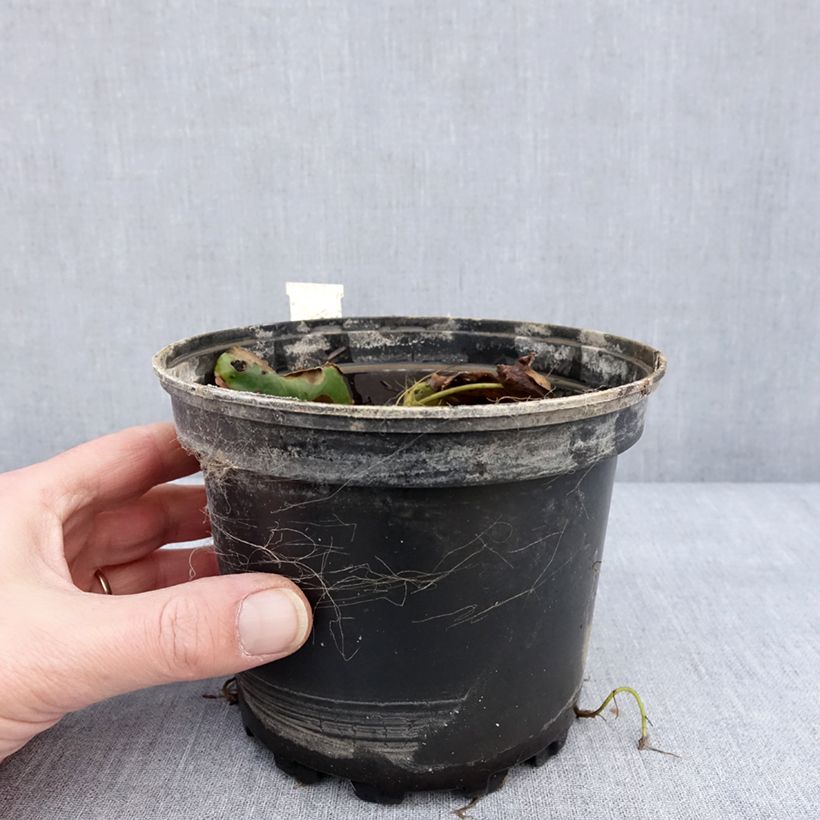 Spécimen de Nymphaea candida - Nénuphar luisant Pot de 1,5L/2L tel que livré en hiver