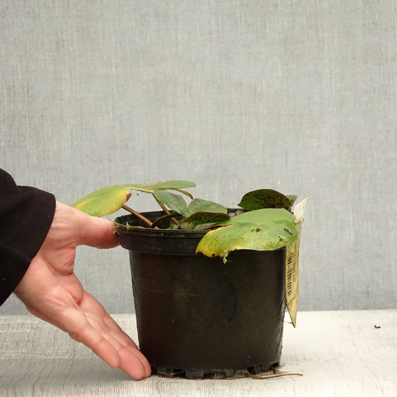 Spécimen de Nymphaea Carolina Sunset - Nénuphar rustique, jaune et pêche cuivré Pot de 1,5L/2L tel que livré en automne