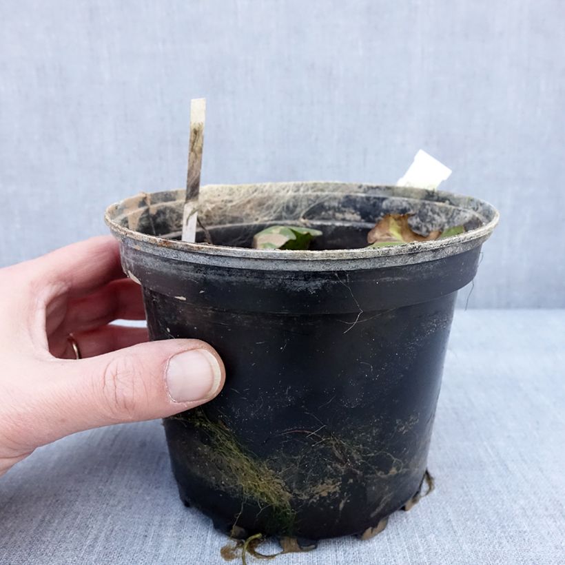 Spécimen de Nymphaea Carolina Sunset - Nénuphar rustique, jaune et pêche cuivré Pot de 1,5L/2L tel que livré en hiver