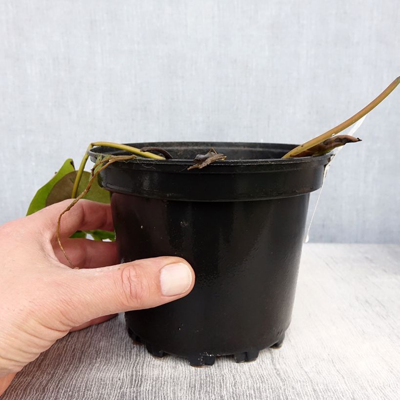 Spécimen de Nymphaea Celebration - Nénuphar rustique rose fuchsia Pot de 1,5L/2L tel que livré au printemps