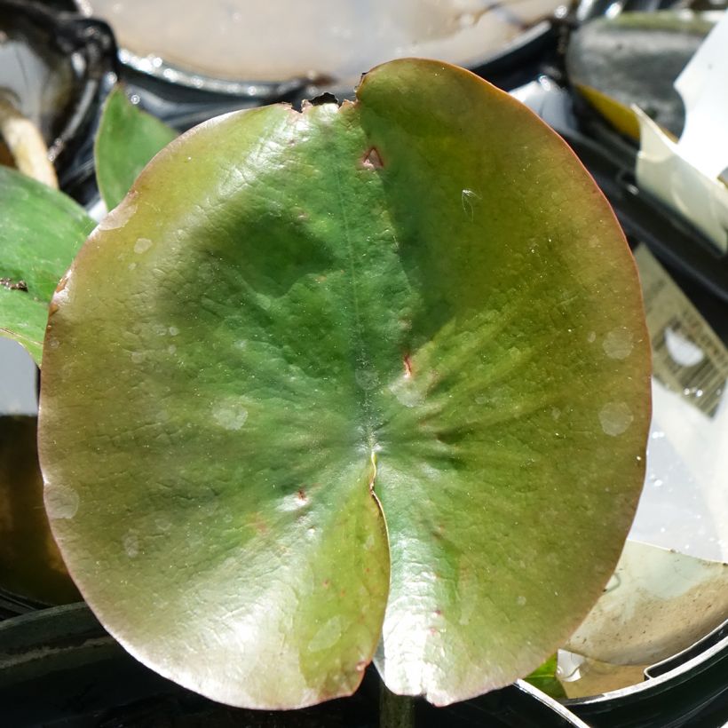 Nymphaea Celebration - Nénuphar rustique rose fuchsia (Feuillage)