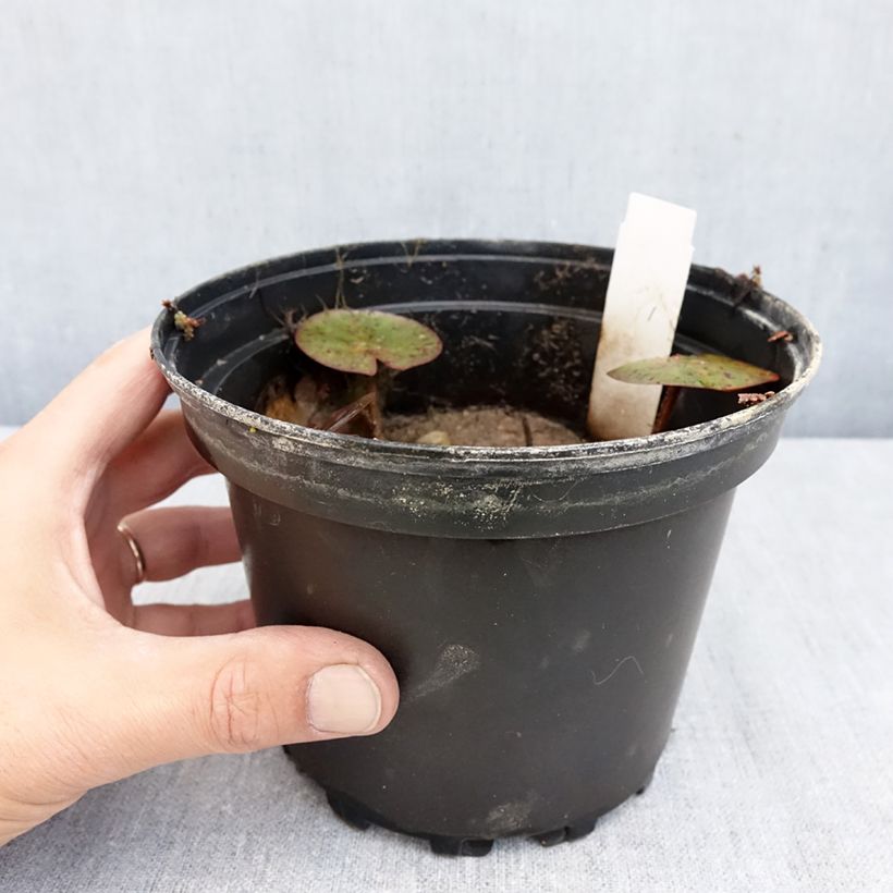 Spécimen de Nymphaea Charlene Strawn - Nénuphar rustique parfumé Pot de 1,5L/2L tel que livré en automne