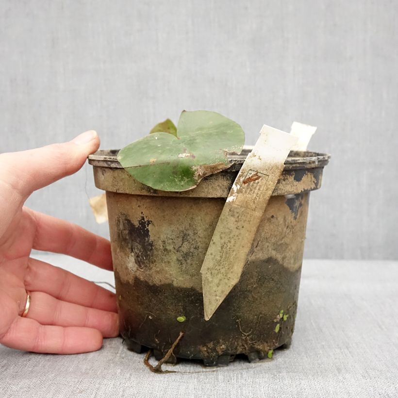 Spécimen de Nymphaea Charlene Strawn - Nénuphar rustique parfumé Pot de 1,5L/2L tel que livré en hiver