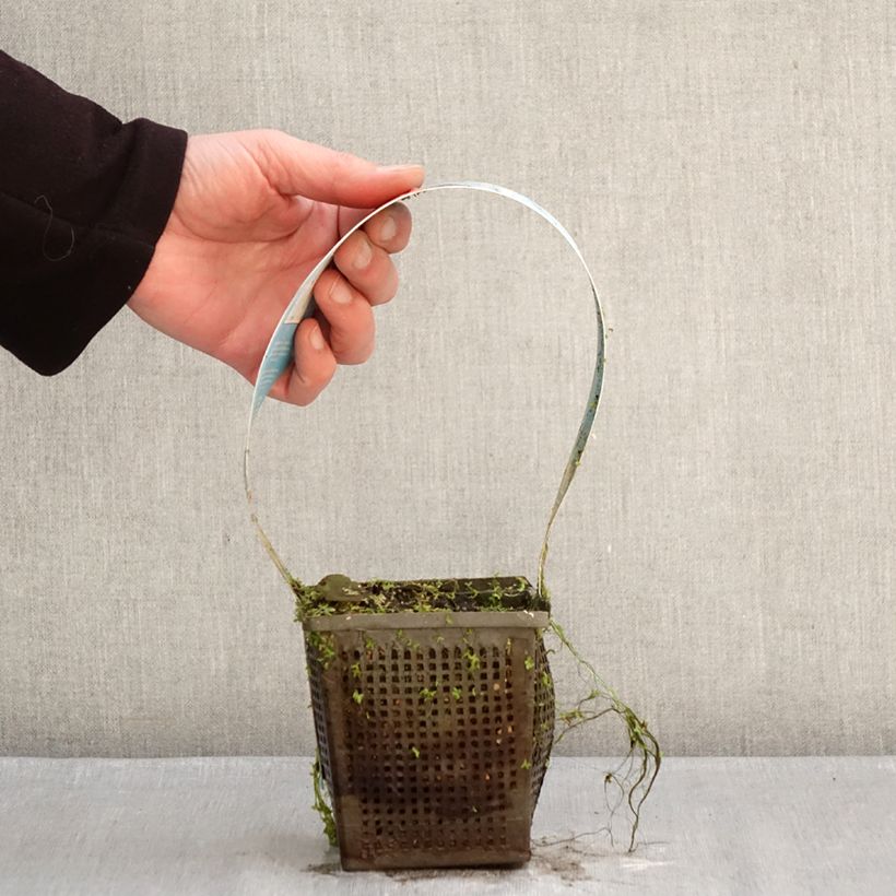 Spécimen de Nymphaea Charles de Meurville - Nénuphar rustique Pot de 1L/1,5L tel que livré en hiver