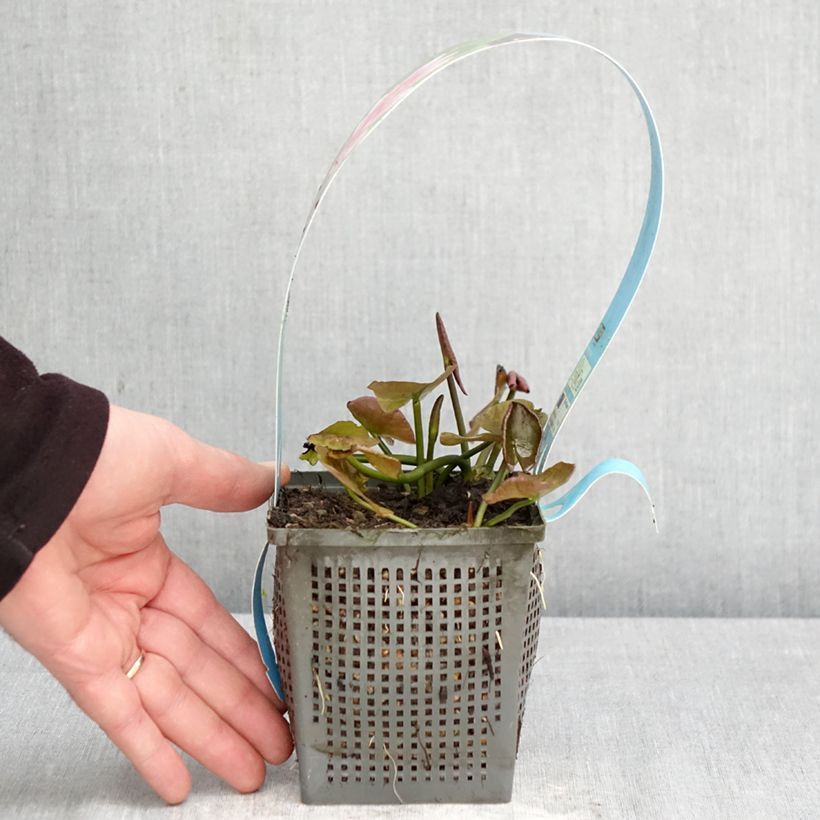Spécimen de Nymphaea Charles de Meurville - Nénuphar rustique Pot de 1L/1,5L tel que livré au printemps