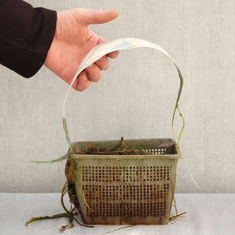 Spécimen de Nymphaea Clyde Ikins - Nénuphar rustique jaune cuivré Pot de 3L/4L tel que livré en hiver