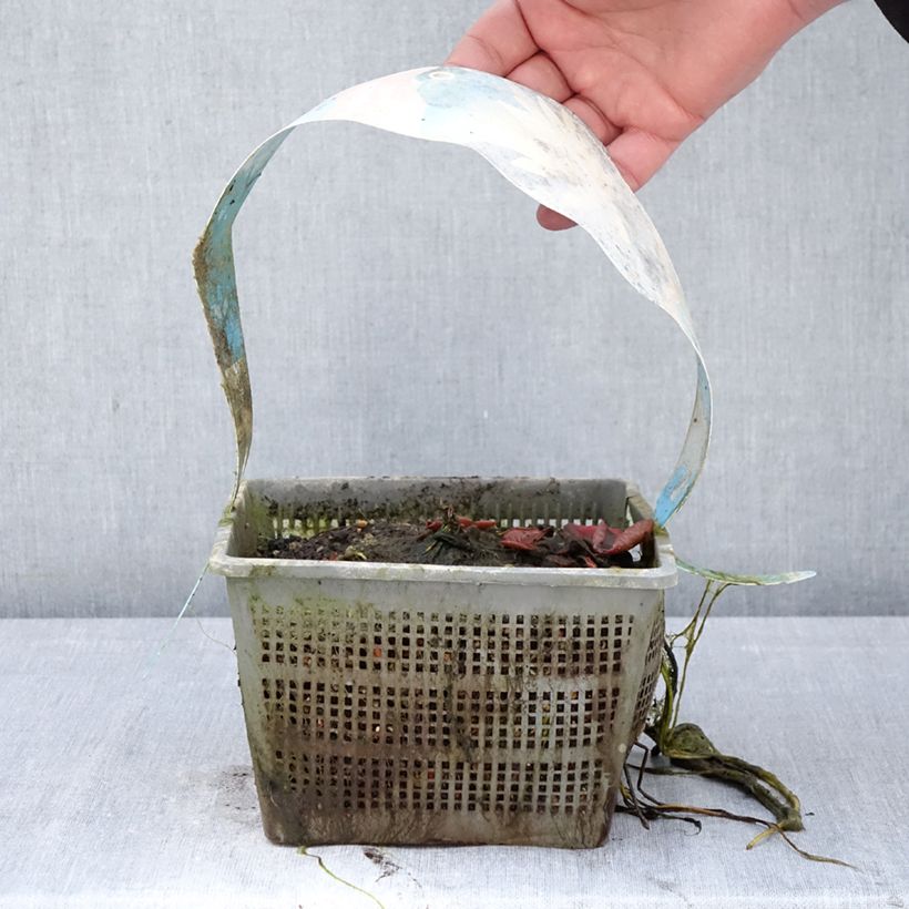 Spécimen de Nymphaea Clyde Ikins - Nénuphar rustique jaune cuivré Pot de 3L/4L tel que livré au printemps