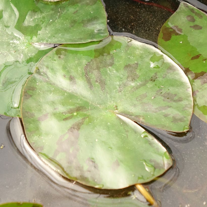 Nymphaea Colorado - Nénuphar rustique rose saumon (Feuillage)