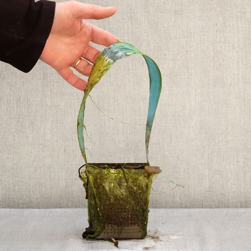 Spécimen de Nymphaea Colorado - Nénuphar rustique rose saumon Pot de 1L/1,5L tel que livré en hiver