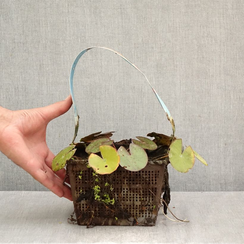 Spécimen de Nymphaea Comanche - Nénuphar rustique rose saumon Pot de 3L/4L tel que livré en automne