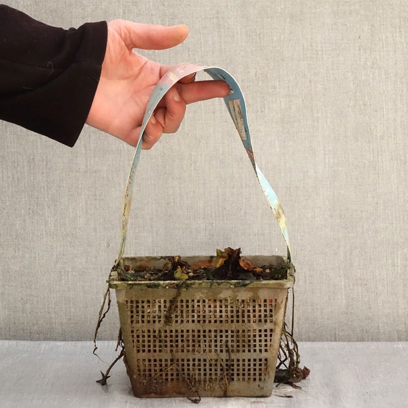 Spécimen de Nymphaea Comanche - Nénuphar rustique rose saumon Pot de 3L/4L tel que livré en hiver