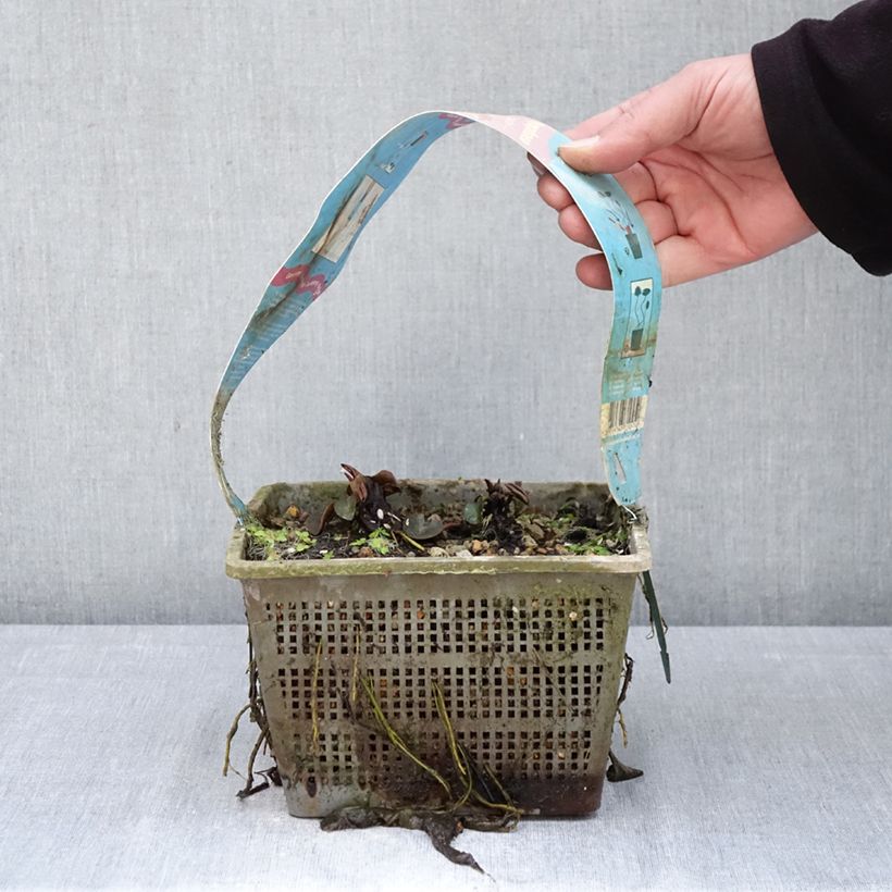 Spécimen de Nymphaea Comanche - Nénuphar rustique rose saumon Pot de 3L/4L tel que livré au printemps