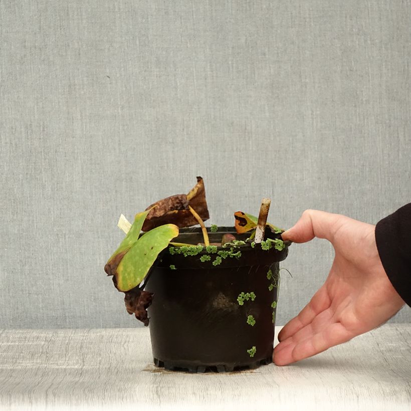 Spécimen de Nymphaea Conqueror - Nénuphar rustique rouge Pot de 1,5L/2L tel que livré en automne