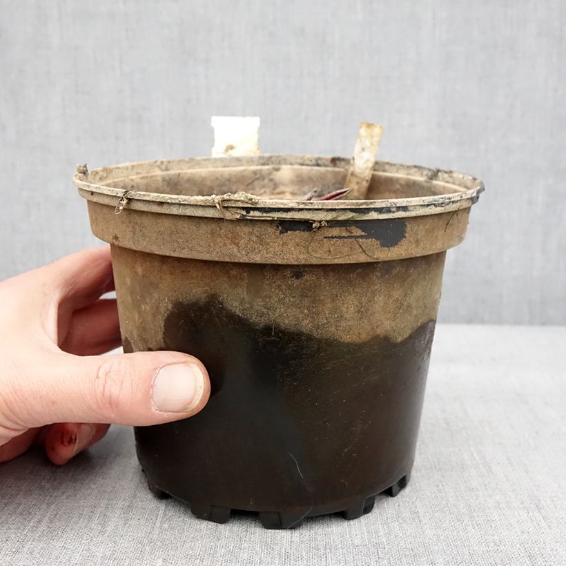 Spécimen de Nymphaea Conqueror - Nénuphar rustique rouge Pot de 1,5L/2L tel que livré en hiver