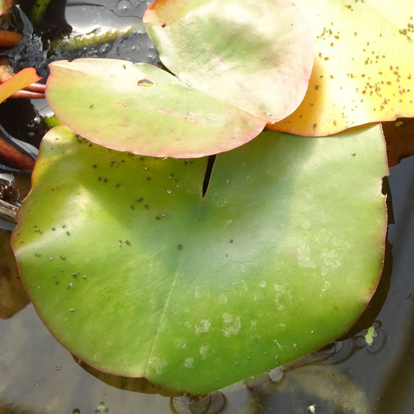 Nymphaea Conqueror - Nénuphar rustique rouge (Feuillage)