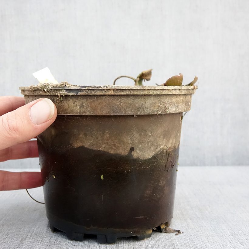 Spécimen de Nymphaea Cynthia Ann - Nénuphar rustique cuivré Pot de 1,5L/2L tel que livré en hiver