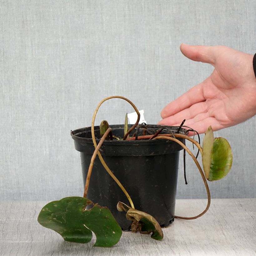 Spécimen de Nymphaea Cynthia Ann - Nénuphar rustique cuivré Pot de 1,5L/2L tel que livré au printemps