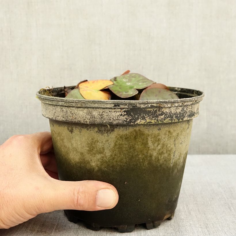 Spécimen de Nymphaea Dahlia - Nénuphar rustique rose double Pot de 1,5L/2L tel que livré en été
