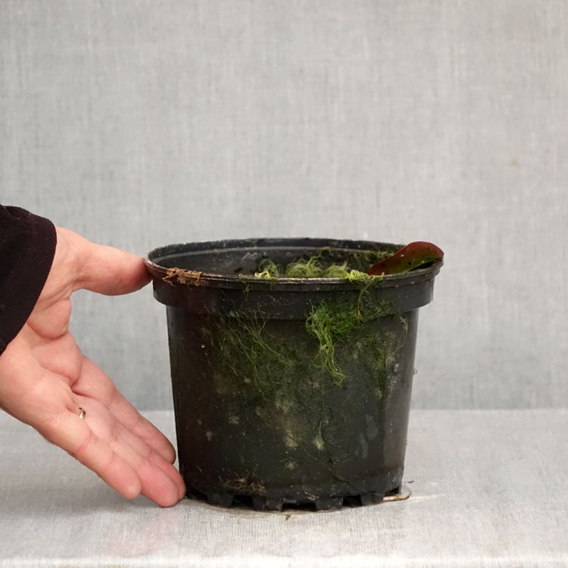 Spécimen de Nymphaea Darwin - Nénuphar rustique rose Pot de 1,5L/2L tel que livré en automne