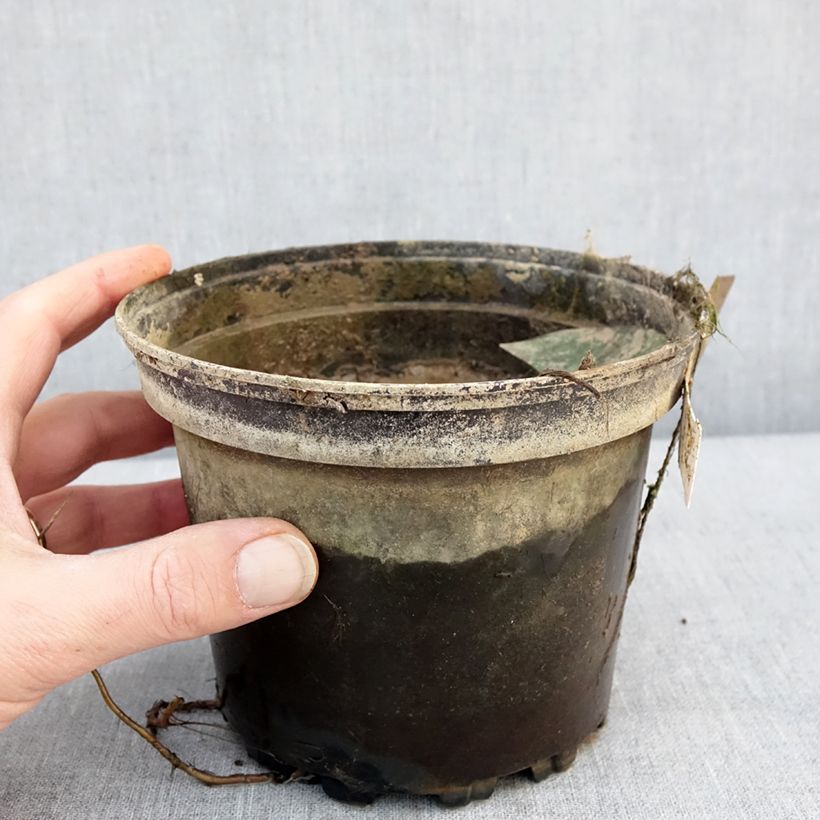 Spécimen de Nymphaea Denver - Nénuphar rustique fleurs doubles ivoire Pot de 1,5L/2L tel que livré en hiver