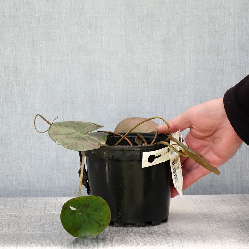 Spécimen de Nymphaea Denver - Nénuphar rustique fleurs doubles ivoire Pot de 1,5L/2L tel que livré au printemps