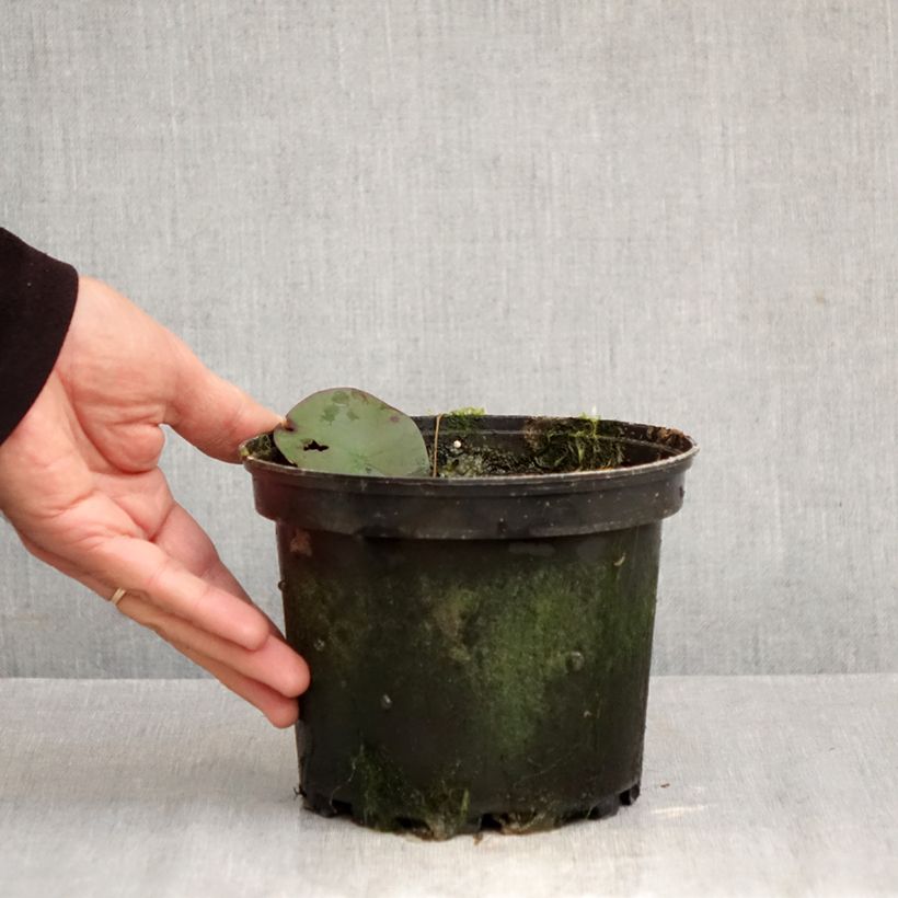 Spécimen de Nymphaea Double Yellow - Nénuphar rustique jaune double Pot de 1,5L/2L tel que livré en automne