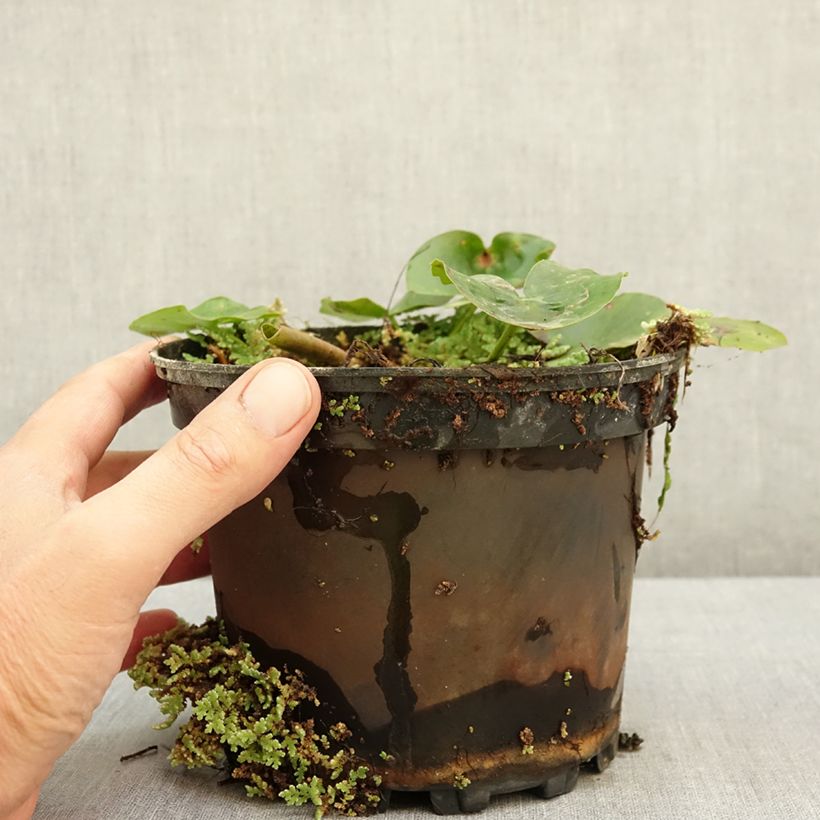 Spécimen de Nymphaea Double Yellow - Nénuphar rustique jaune double Pot de 1,5L/2L tel que livré en été