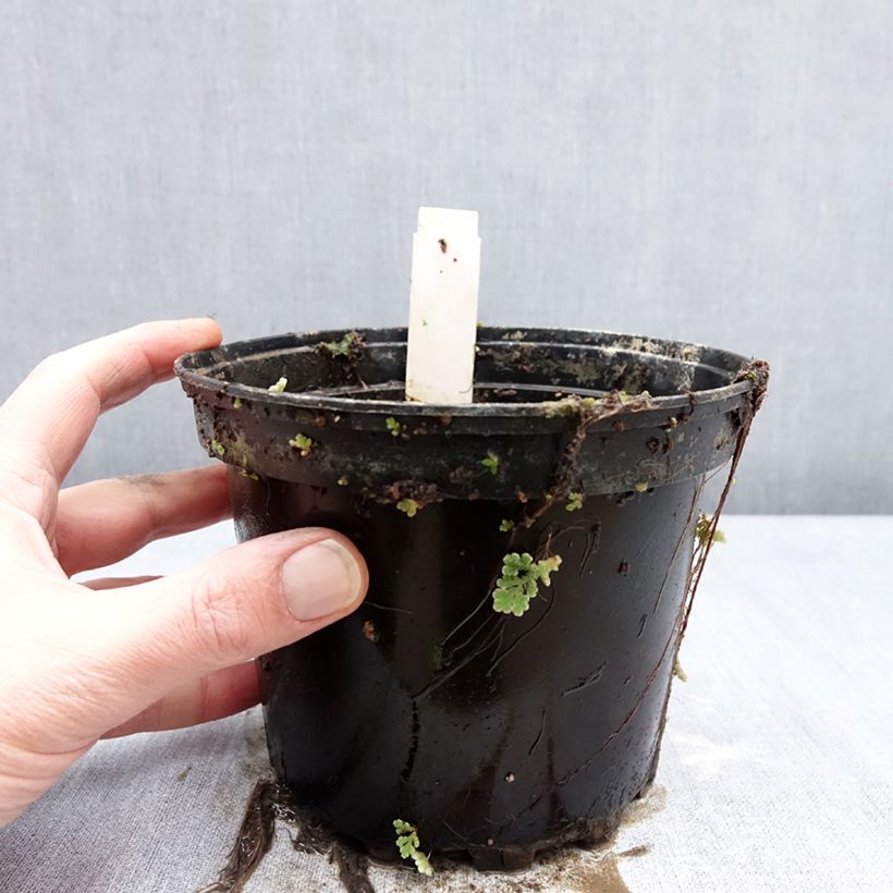 Spécimen de Nymphaea Double Yellow - Nénuphar rustique jaune double Pot de 1,5L/2L tel que livré en hiver