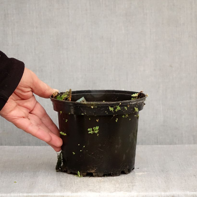 Spécimen de Nymphaea Eros - Nénuphar rustique rose soutenu Pot de 1,5L/2L tel que livré en automne