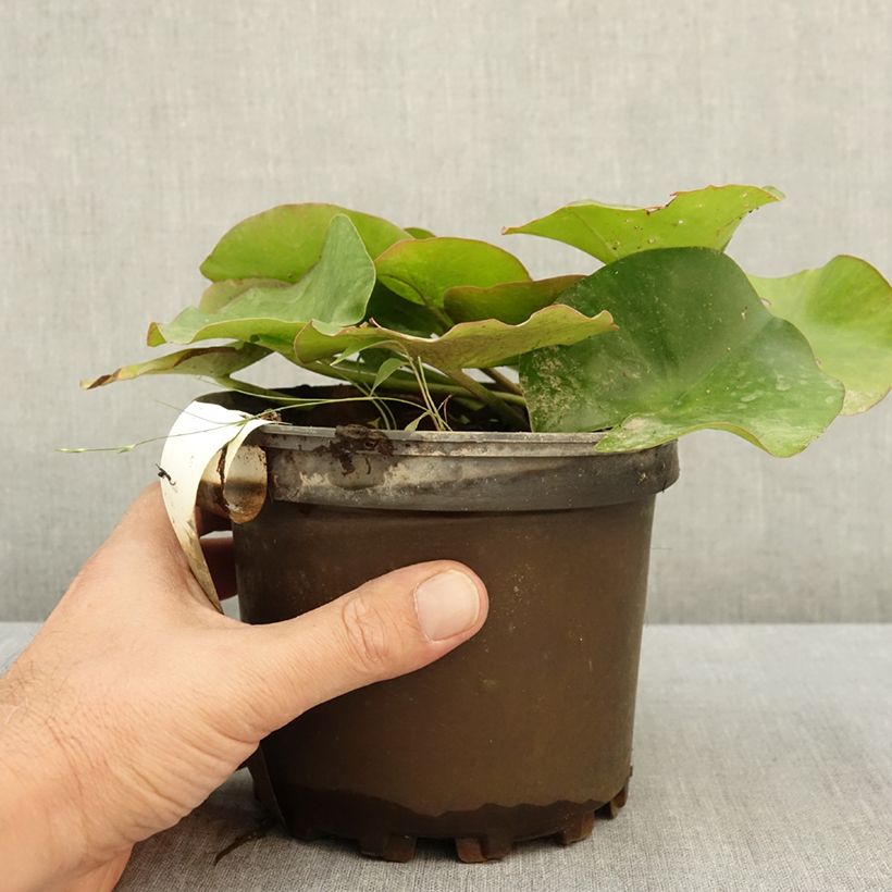Spécimen de Nymphaea Escarboucle - Nénuphar rustique rouge Pot de 1,5L/2L tel que livré en été