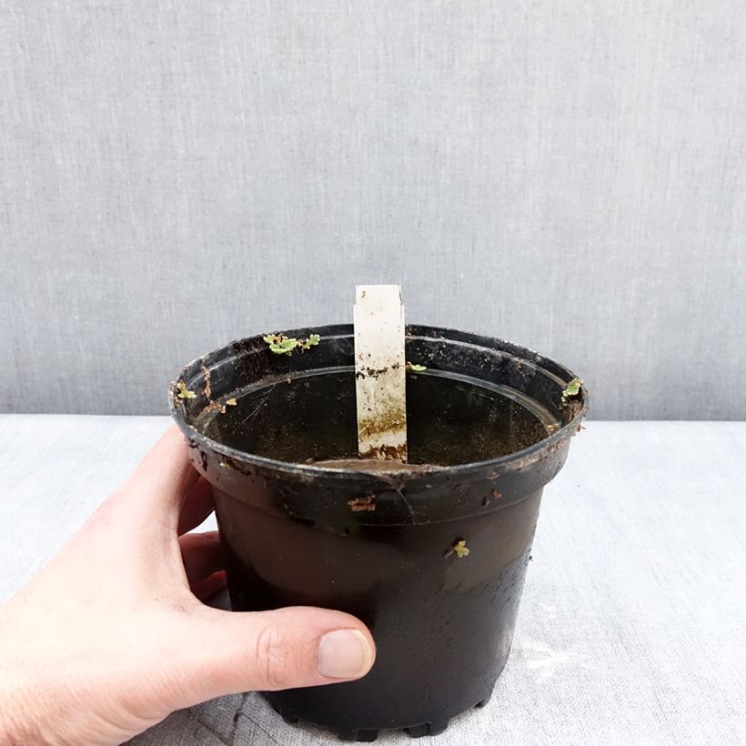 Spécimen de Nymphaea Escarboucle - Nénuphar rustique rouge Pot de 1,5L/2L tel que livré en hiver