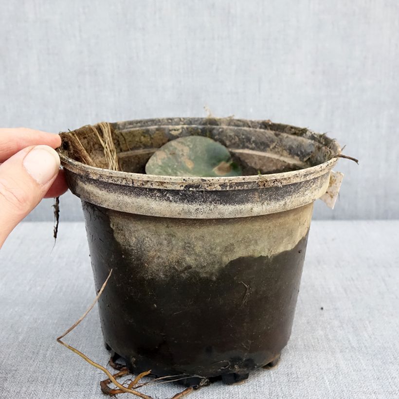 Spécimen de Nymphaea Eugenia de Lande - Nénuphar rustique rose tendre Pot de 1,5L/2L tel que livré en hiver